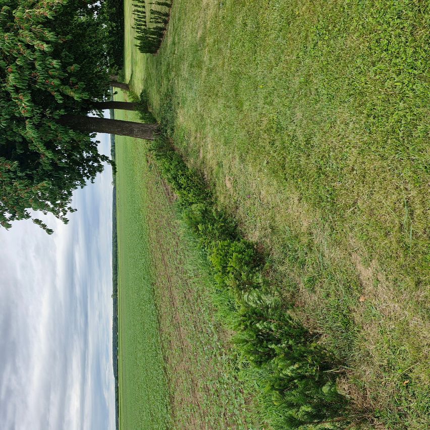 An aerial view of a green field with a line of trees on the left side. The sky is cloudy.