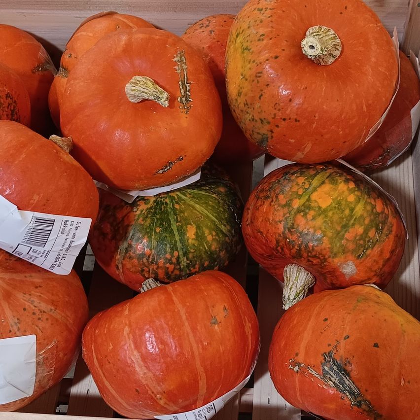 Bild enthält, Food, Plant, Produce, Squash, Vegetable, Pumpkin