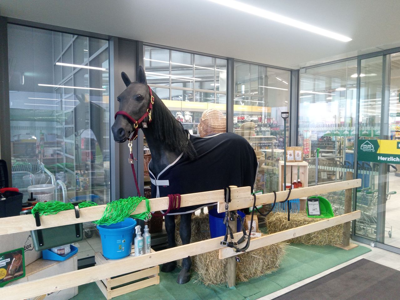 A black horse stands in a store with a black blanket and red bridle. It's surrounded by hay, a blue bucket, and cleaning products. Glass walls reflect the store's interior.