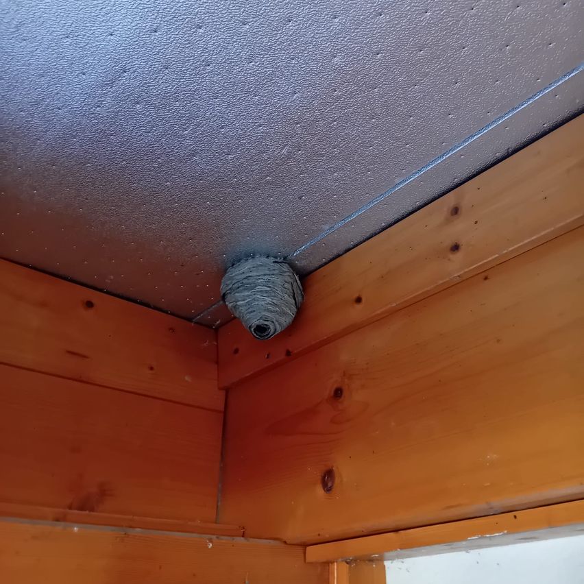 Eine Nahaufnahme einer hölzernen Decke mit einem grauen Wespennest, das daran hängt. Die Decke hat eine fleckige Textur und eine blaue Linie verläuft entlang ihrer Kante.