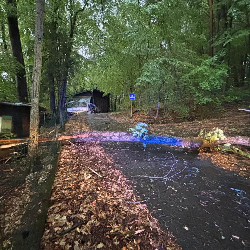Ein Waldweg mit einem kleinen Haus und einem blauen Schild, umgeben von Bäumen und Blättern. Ein umgestürzter Baum liegt quer über den Weg.