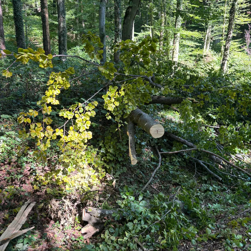Ein umgestürzter Baumast liegt auf dem Waldboden, umgeben von üppigem grünem Laub. Der Stamm ist geschnitten und zeigt einen Querschnitt.