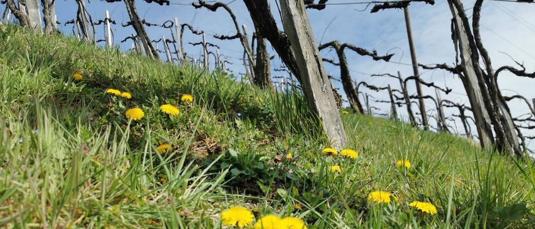 Tourismusverein Leutschach a. d. Weinstraße-Logo