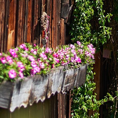 Ein hölzerner Blumenkasten mit rosa Blumen ist an einer Holzwand befestigt, dahinter befindet sich Grün.