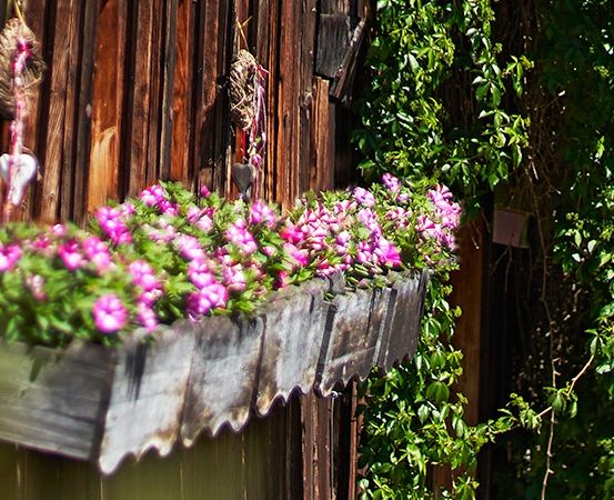 Ein hölzerner Blumenkasten mit rosa Blumen ist an einer Holzwand befestigt, dahinter befindet sich Grün.