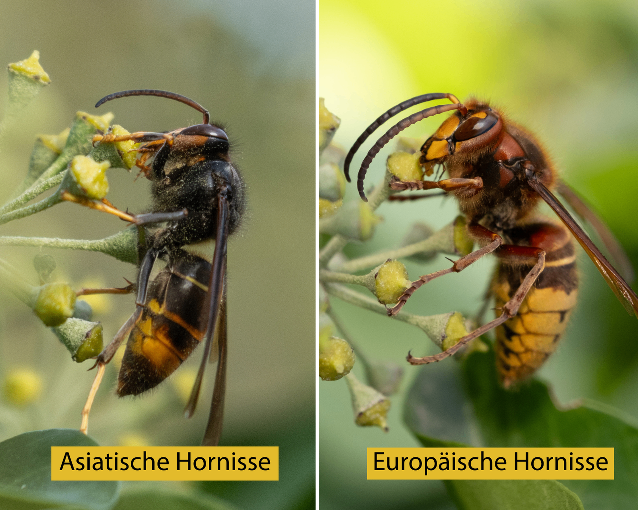 Two close-up images of wasps on plants. Left: An Asian hornet on a green plant. Right: A European hornet on a yellow-green plant.