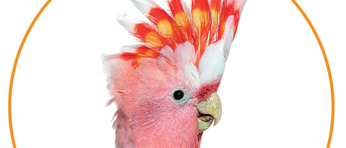 Bild enthält, Animal, Bird, Parrot, Cockatoo, Chicken, Fowl, Poultry