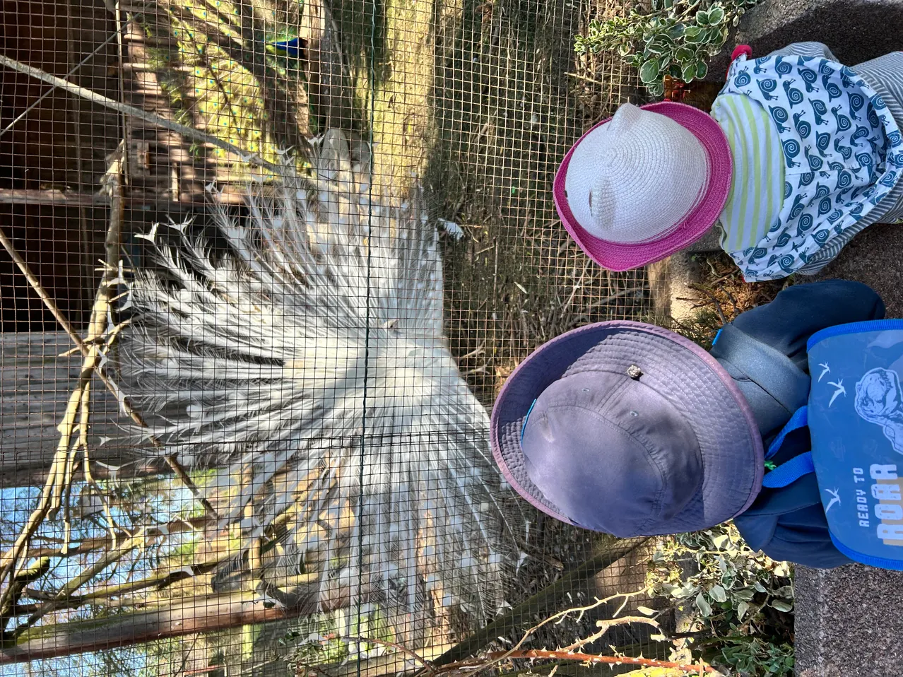 Zwei Kinder betrachten einen großen weißen Vogel mit langen Schwanzfedern durch einen Drahtzaun. Der Vogel scheint ein Pfau zu sein.