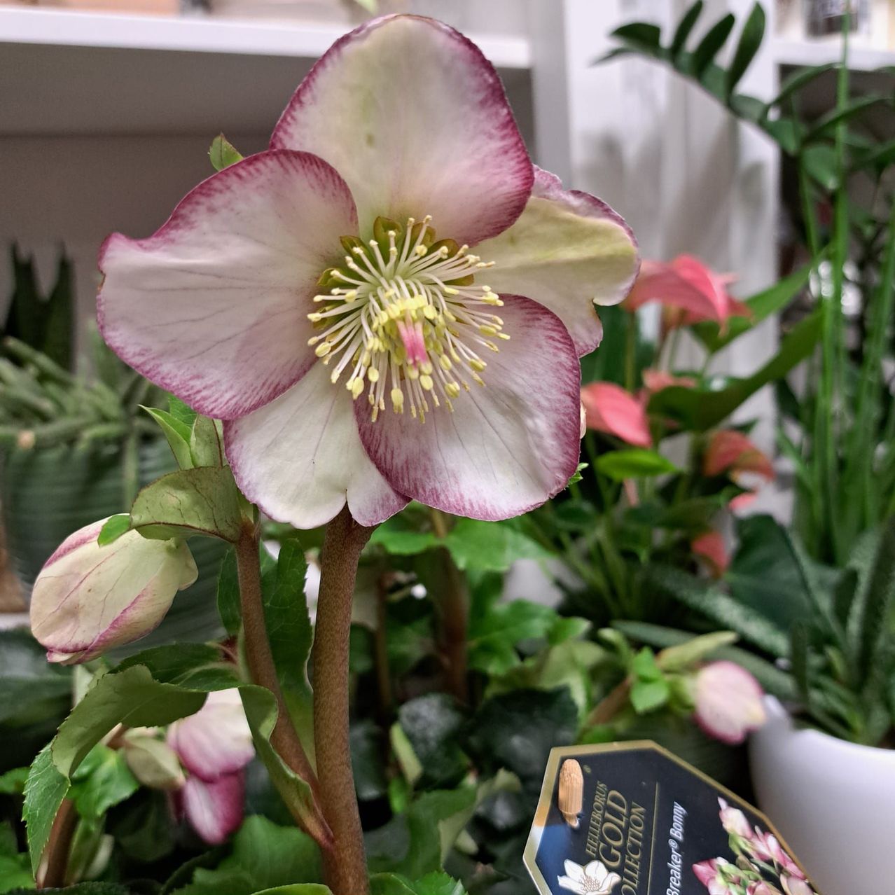 Eine rosa-weiße Helleborus-Blume mit gelbem Zentrum wird in einem Garten gezeigt, umgeben von anderen Pflanzen.