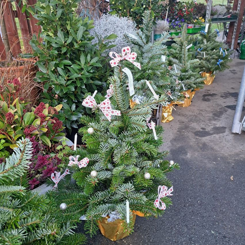 Eine Reihe von Miniatur-Weihnachtsbäumen mit roten Schleifen und Ornamenten steht auf dem Boden. Im Hintergrund sind umliegende Pflanzen und ein Holzzaun zu sehen.