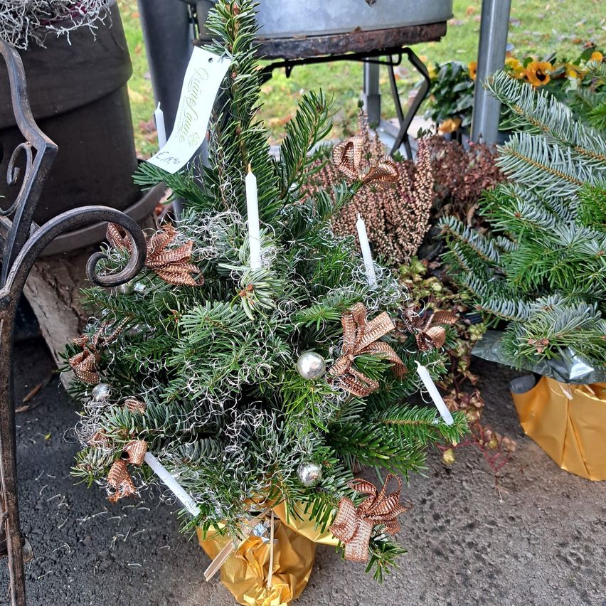 Ein kleiner Weihnachtsbaum, verziert mit Bändern, silbernen Ornamenten und Kerzen, steht in einem goldenen Gefäß auf dem Boden. Er ist von getrockneten Pflanzen und anderen Weihnachtsbäumen umgeben.