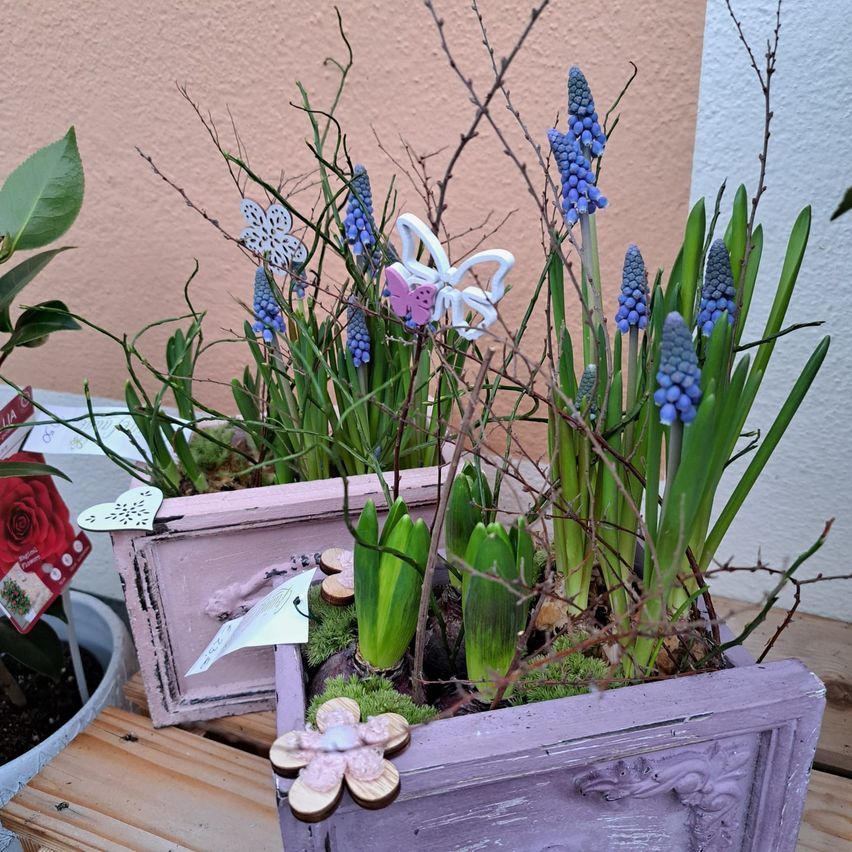 A close-up of two planters with spring flowers, including blue grape hyacinths and green daffodils, in a garden. One planter is pink, and the other is purple. There are decorative elements like a butterfly and a flower on the purple planter.