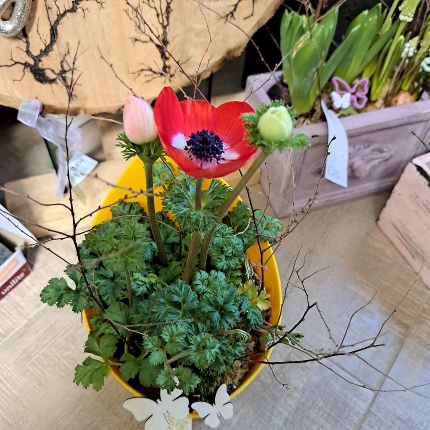 A yellow pot contains a flower arrangement with red and pink anemones, green leaves, and dried branches. It is on a table with other plants in the background.