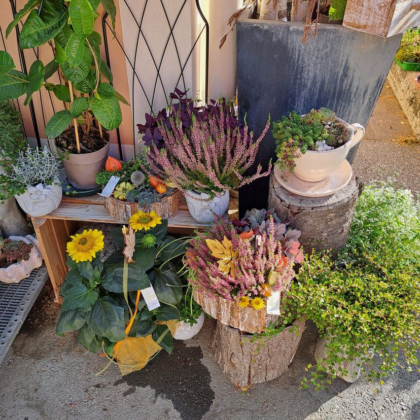 A variety of potted plants are displayed on a wooden shelf and on tree stumps. The plants include succulents, flowers, and herbs. The setting is outdoors.