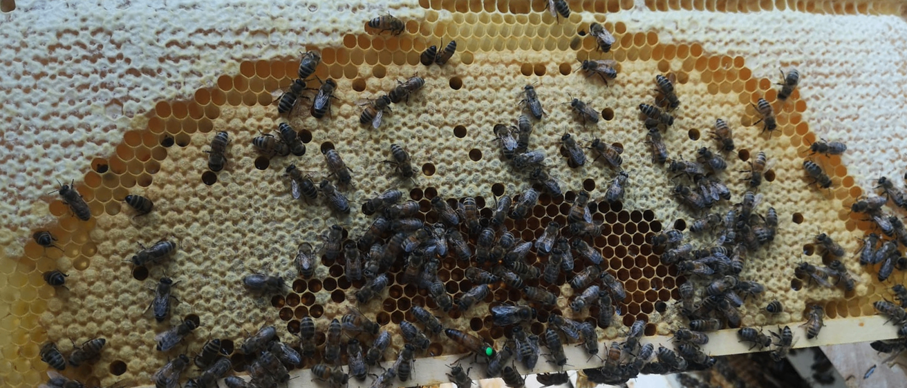 Eine Nahaufnahme eines Bienenwaben mit zahlreichen Bienen. Die sechseckigen Zellen sind mit Bienen verschiedenen Größen gefüllt, wobei einige mit Aktivitäten wie Putzen oder Wachen beschäftigt sind. Die Bienenwabe ist überwiegend hellgelb.