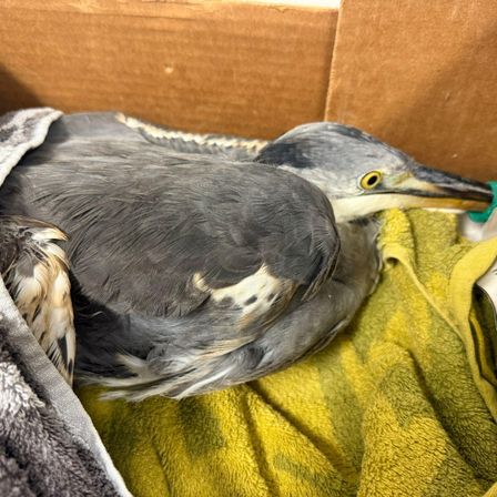 Ein Vogel mit grauen Federn, gelben Augen und einem langen Schnabel liegt auf einem gelben Handtuch in einem Karton.