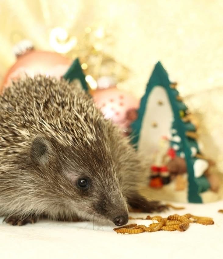Ein Igel frisst getrocknete Mehlwürmer auf einem weißen Tuch. Es ist von Weihnachtsdekorationen umgeben, darunter eine rote Kugel und grüne Bäume.