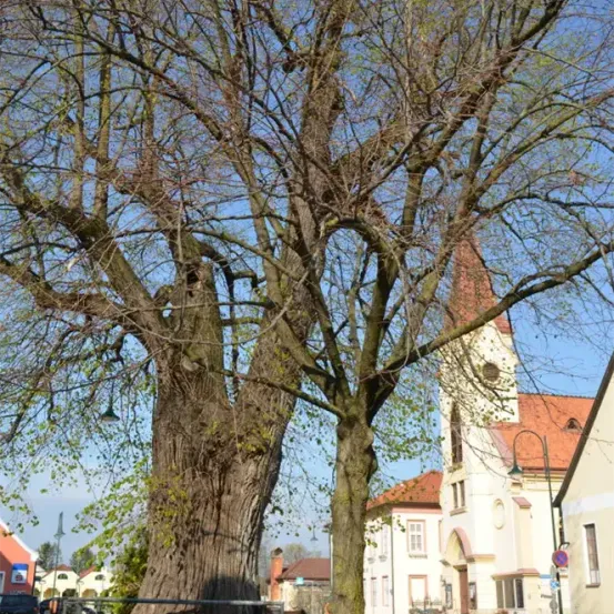 Ein großer Baum steht vor einer Kirche mit einem roten Dach und mehreren Fenstern. Der Baum ist hoch und hat einen dicken Stamm. Der Himmel ist klar und blau.
