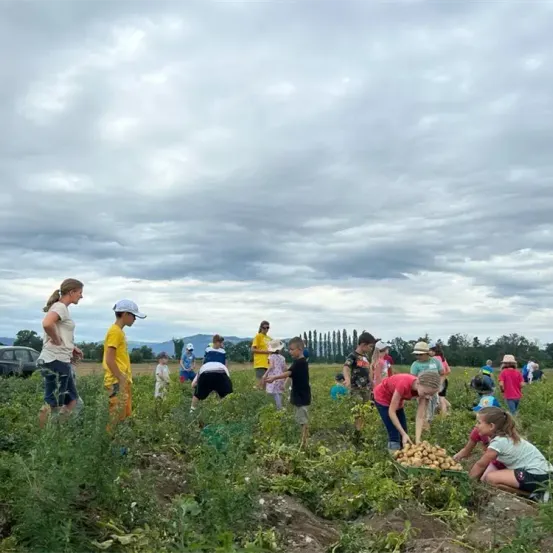 Eine Gruppe von Menschen, einschließlich Kindern und Erwachsenen, ist an einer Kartoffelernte auf einem Freiluftfeld unter einem bewölkten Himmel beteiligt. Einige sind gebeugt und pflücken Kartoffeln, während andere stehen und zusehen.