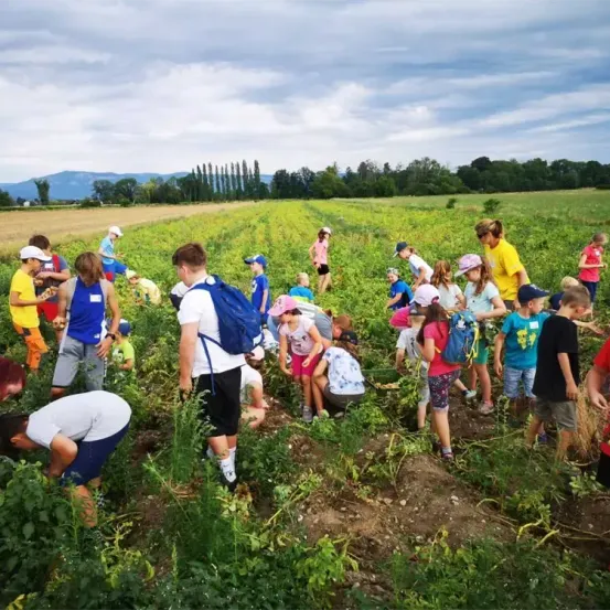 Eine Gruppe von Kindern und Erwachsenen pflücken Pflanzen in einem Feld mit hohem Gras, Bäumen und Bergen in der Ferne.