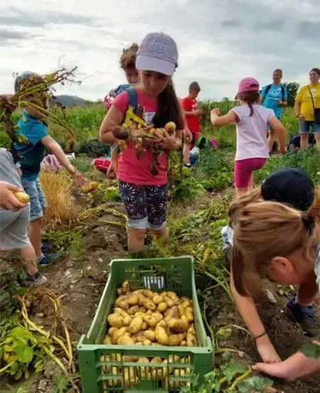 Eine Gruppe von Kindern pflückt Kartoffeln auf einem Feld, wobei ein Mädchen einen Korb mit Kartoffeln in der Hand hält und ein anderes Mädchen sich beugt, um sie zu pflücken. Die Kartoffeln befinden sich in einem grünen Korb auf dem Boden.