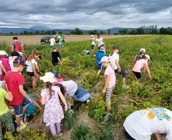 Kinder und Erwachsene pflücken Pflanzen in einem Feld mit bewölktem Himmel und Bergen in der Ferne.