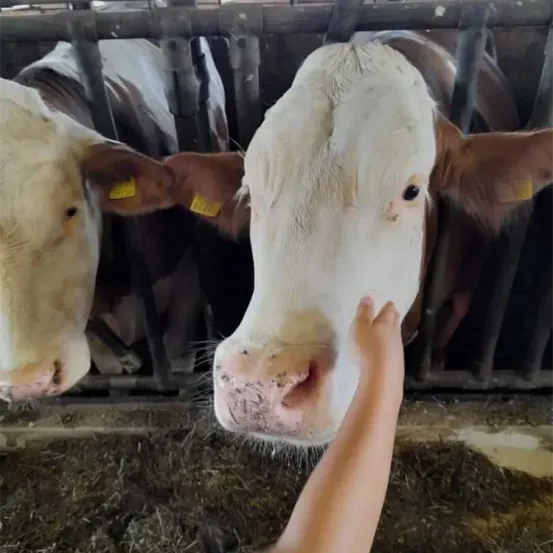 Eine Person berührt die Nase einer Kuh in einem Stall mit Heu auf dem Boden. Zwei Kühe sind im Gehege.
