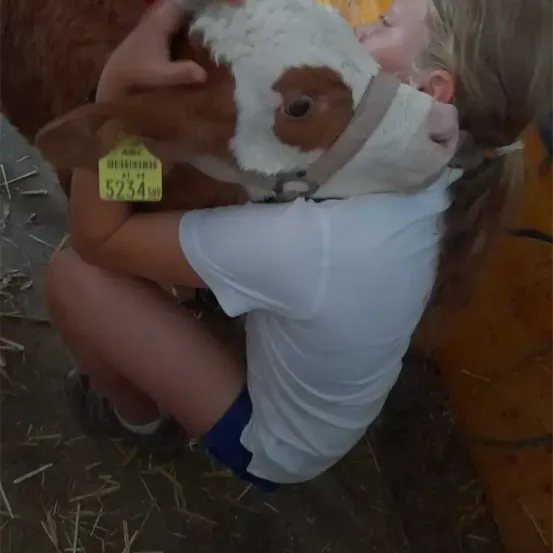 Ein junges Mädchen umarmt ein Kalb mit einem Ausweisschild, auf dem 5234 steht. Das Kalb ist braun und weiß, und das Mädchen kniet auf dem Boden.