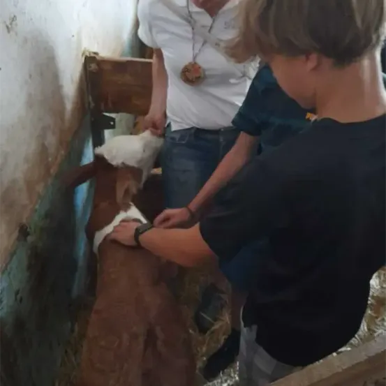 Zwei Personen, eine in einem weißen T-Shirt und eine andere in einem schwarzen T-Shirt, interagieren sanft mit einem braunen Ziegenbock in einer Scheune.