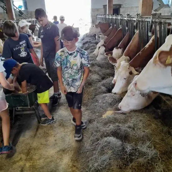 Mehrere Kinder sind in einer Scheune und beobachten Kühe, die Heu fressen. Einige Kinder füttern die Kühe, während andere zusehen.