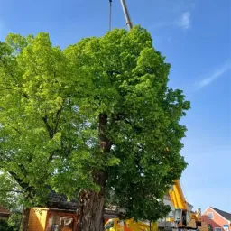 Ein Kran hebt einen großen Baum mit üppigen grünen Blättern in einer Stadt. Ein Gebäude mit rotem Dach steht hinter dem Baum.