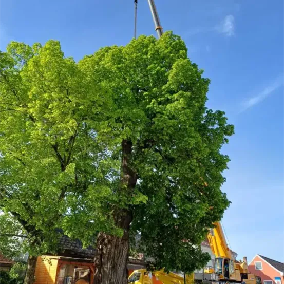 Ein Kran hebt einen großen Baum mit üppigen grünen Blättern in einer Stadt. Ein Gebäude mit rotem Dach steht hinter dem Baum.