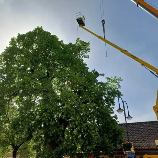 Ein großer Baum mit dichtem Laub wird an einem sonnigen Tag von einem Kran beschnitten. Der Kran ist über dem Baum ausgestreckt, und zwei Straßenlampen sind rechts zu sehen.