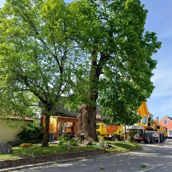 Ein gelber Kran steht neben einer großen Linde auf der Straße vor einem Haus.
