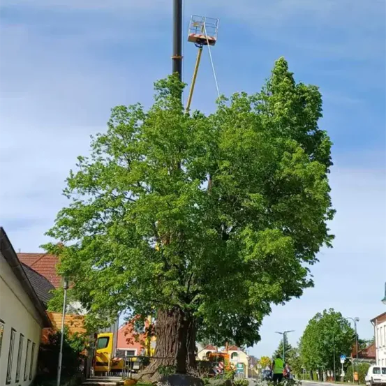Ein Baum mit einer Baumschere an einem sonnigen Tag. Ein gelber LKW ist in der Nähe geparkt, und eine Person steht vor einem Gebäude.
