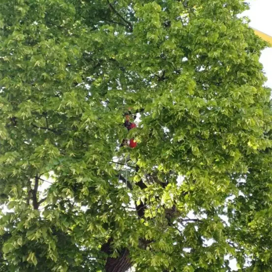 Eine Person klettert in einem roten Outfit auf einen Baum. Sie hält sich an einem Seil fest, das am Baum befestigt ist.