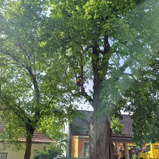Eine Person klettert in einem sonnigen Außenbereich auf einen Baum. Hinter ihr ist ein gelber Lieferwagen vor einem Haus geparkt. Bäume umgeben das Gebiet.