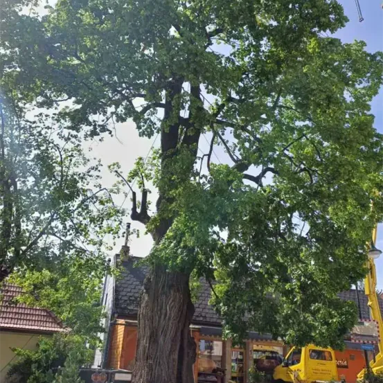 Ein großer Baum steht vor einem kleinen Haus, neben dem ein gelbes Fahrzeug geparkt ist. Der Baum ist üppig mit grünen Blättern. Der Himmel ist blau mit einigen Wolken.