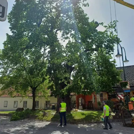 Zwei Arbeiter beschneiden einen großen Baum mit einem Kran im Hintergrund. Der Baum ist von einem Rasen umgeben. In der Ferne befinden sich Gebäude, eines mit einem Schild auf dem Dach.