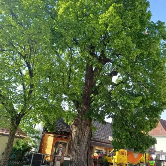 Ein großer Baum wird von zwei Arbeitern vor einem Haus beschnitten, vor dem ein gelbes Fahrzeug geparkt ist.