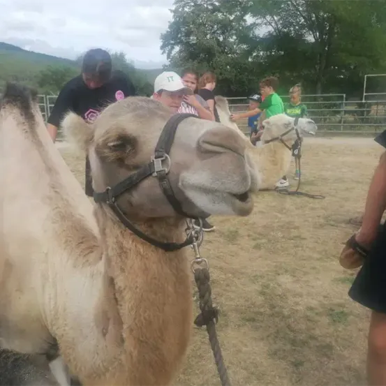 Zwei Kamele befinden sich auf einem Feld, umringt von Menschen. Die Kamele tragen Zaumzeug und scheinen ruhig zu sein. Hinter den Kamelen stehen mehrere Personen, einige von ihnen tragen Hüte.