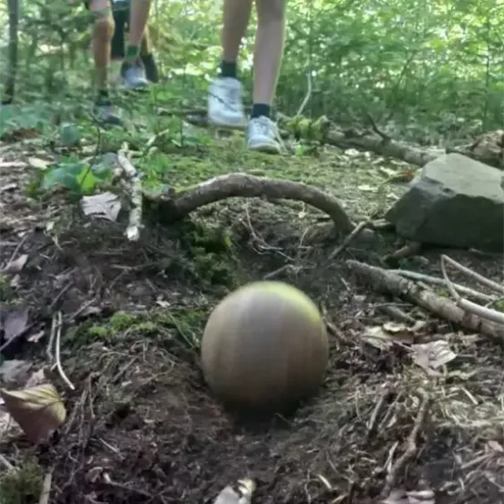 Ein runder Gegenstand liegt auf dem Waldboden, mit mehreren Personen im Hintergrund, zwei von ihnen tragen Turnschuhe.