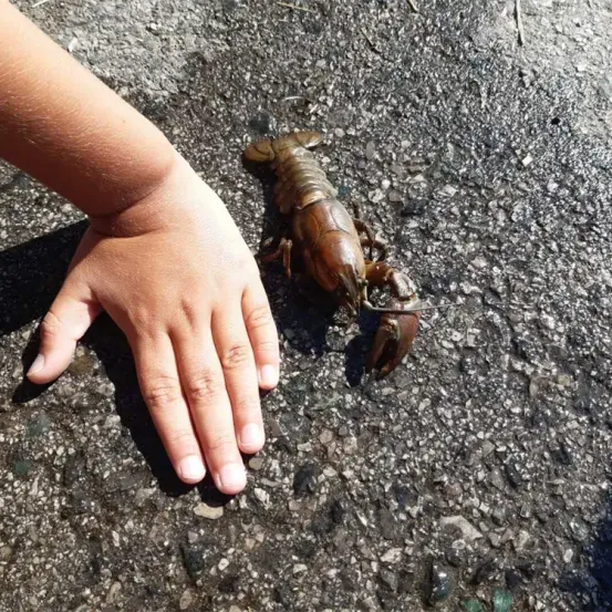 Eine Hand greift nach einem kleinen Krebs auf einem gepflasterten Weg. Der Krebs ist braun mit Klauen.