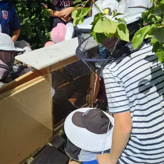 Eine Gruppe von Imkern inspiziert einen Bienenstock. Sie tragen Schutzkleidung und Mützen mit Netzen. Einer öffnet den Stock, während andere beobachten.