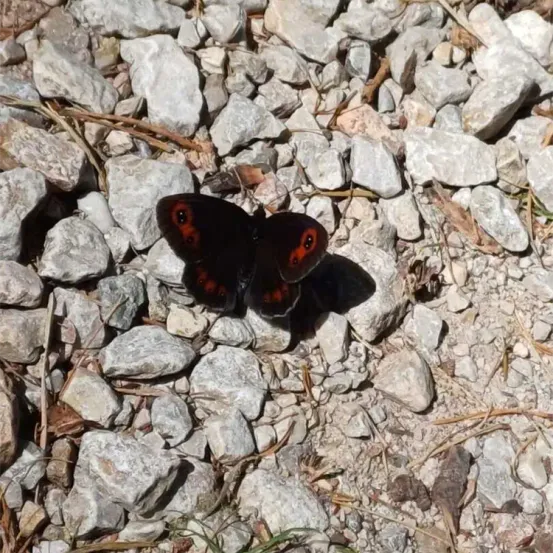 Ein schwarzer Schmetterling mit roten Flecken auf den Flügeln ruht auf einer felsigen Oberfläche. Der Hintergrund ist unscharf, mit verschiedenen Steinen und kleinen Pflanzen.
