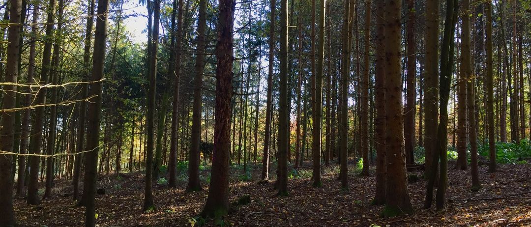 Ein dichter Wald mit hohen Bäumen und einem Boden, der mit abgefallenen Blättern bedeckt ist. Das Sonnenlicht filtert durch die Äste und wirft Schatten auf den Boden.