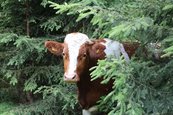 Eine braune und weiße Kuh mit einem gelben Ohrring steht zwischen hohen grünen Bäumen.