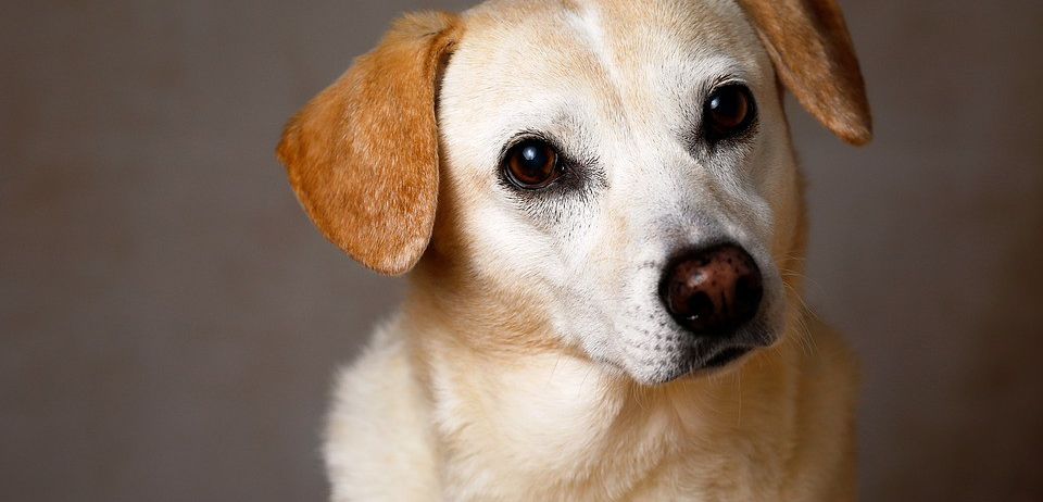 Ein Nahaufnahme eines hellbraunen Hundes mit braunen Augen und braunen Ohren, vor einem grauen Hintergrund.