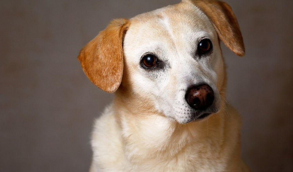 Ein Nahaufnahme eines hellbraunen Hundes mit braunen Augen und braunen Ohren, vor einem grauen Hintergrund.
