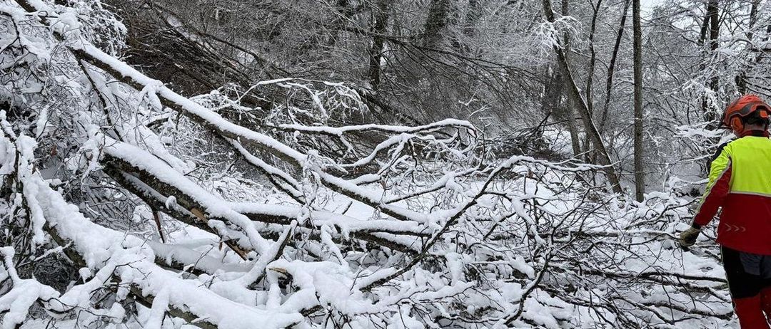 Ein schneebedeckter Wald mit Ästen und Bäumen auf dem Boden. Die Bäume sind kahl und die Äste sind mit Schnee bedeckt.